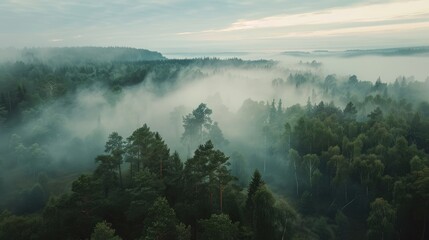 Beautiful foggy morning over the forest
