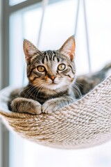 Cat resting comfortably in a cozy bed indoors during daylight