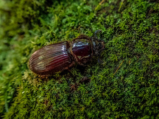 beetle on a tree green background,