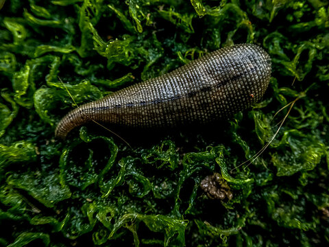 Close up of a small leech feeding in the finger of a person,