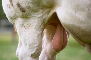 Close up of testicles of a bull