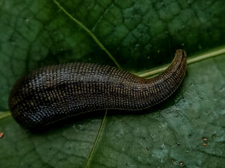 Close up of a small leech feeding in the finger of a person,