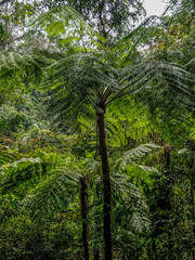 Fototapeta premium green forest in the morning
