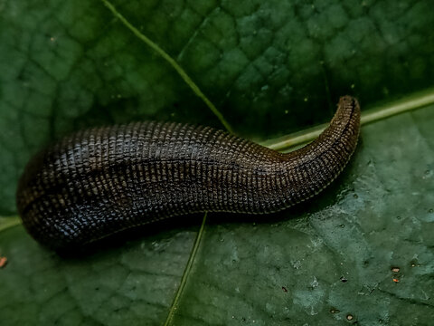 Close up of a small leech feeding in the finger of a person,