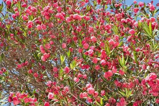 Pink Leander flower in summer time on Mediterranean island