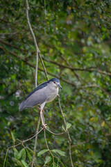 A black-crowned night heron photographed in the western part of Singapore.