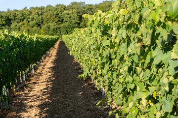 Neatly Organized Vineyard Rows with Lush Green Vines on a Sunny Day