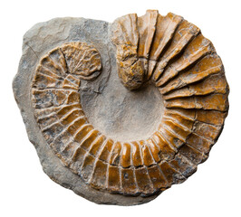 Ammonite fossil displayed on stone surface, cut out - stock png.