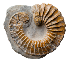 Ammonite fossil displayed on stone surface, cut out - stock png.