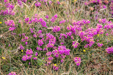 Fototapeta premium Douarnenez. Pointe du Millier. Bruyère fleurie. Bretagne. Finistère 