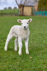 Fototapeta premium Cute small lamb on meadow