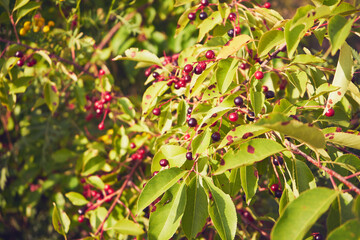 kruszyna, frangula alnus © Marcin Łazarczyk