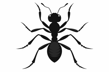 Fototapeta premium Vector illustration of a ant on white background