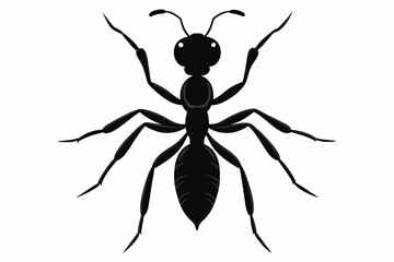 Vector illustration of a ant on white background