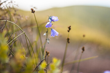 Fototapeta premium flowers in the field