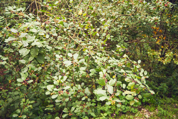 kruszyna, frangula alnus © Marcin Łazarczyk