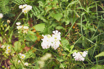 Bagno zwyczajne, Rhododendron tomentosum Harmaja, syn. Ledum palustre L. © Marcin Łazarczyk