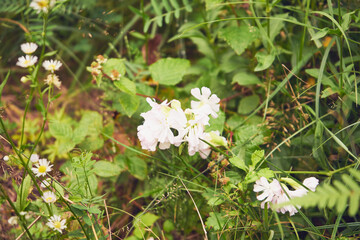 Bagno zwyczajne, Rhododendron tomentosum Harmaja, syn. Ledum palustre L. © Marcin Łazarczyk