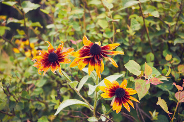 rudbeckia © Marcin Łazarczyk