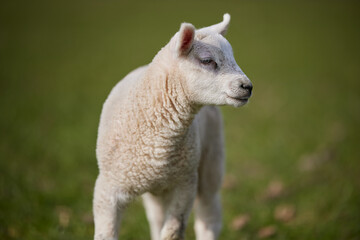 Portrait of lamb on meadow
