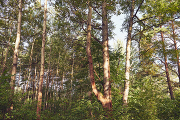 drzewa,las  © Marcin Łazarczyk