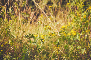 wrotycz pospolity, Tanacetum vulgare L. © Marcin Łazarczyk