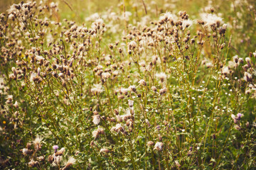 Fototapeta premium chaber driakiewnik, centaurea scabiosa l.