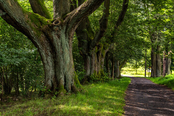 Fototapeta premium Alte Lindenallee in Lipova/Hainspach in Tschechien 3