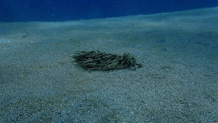 Underwater photography of a school of striped catfish. From a scuba dive in Bali - Indonesia.