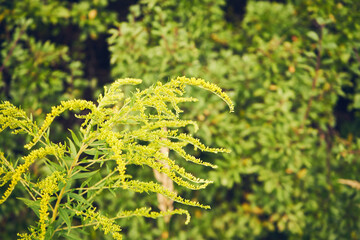Nawłoć, Solidago L. © Marcin Łazarczyk