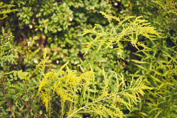 Nawłoć, Solidago L. © Marcin Łazarczyk