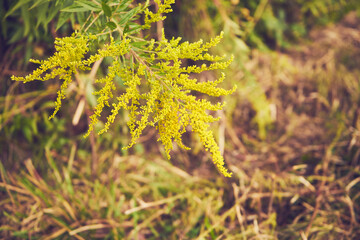 Nawłoć, Solidago L. © Marcin Łazarczyk