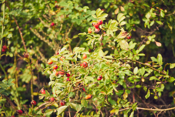 Róża dzika, Rosa canina L. © Marcin Łazarczyk