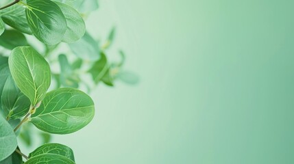 The Captivating Green Background Full of Life and Vibrancy: A Symbol of Health and Vitality.