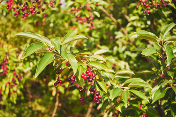 kruszyna, frangula alnus © Marcin Łazarczyk