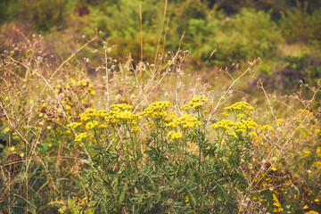 wrotycz pospolity, Tanacetum vulgare L. © Marcin Łazarczyk