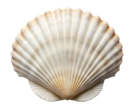 White scallop seashell with subtle, elegant patterns and smooth ridges, emphasizing the simplicity and natural beauty of marine life. Isolated on transparent background, png.