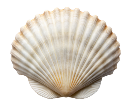 White scallop seashell with subtle, elegant patterns and smooth ridges, emphasizing the simplicity and natural beauty of marine life. Isolated on transparent background, png.