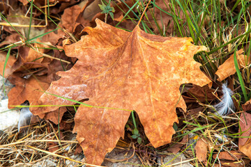 autumn leaves on the ground
