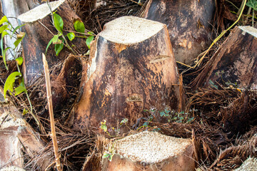 stump in the forest