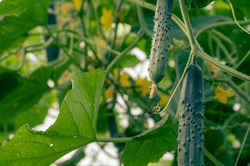 The growth and blooming of greenhouse cucumbers. the Bush cucumbers on the trellis. Cucumbers vertical planting. Growing organic food