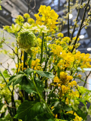 Beautiful spring flowers different types on a green background.