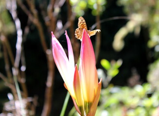 wild wachsende Amaryllis mit Schmetterling auf der Blumeninsel Madeira