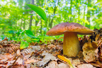 European bolete - Boletus edulis. A Stunning Mushroom Discovered in an Exquisite Forest Environment Rich with Life and Biodiversity