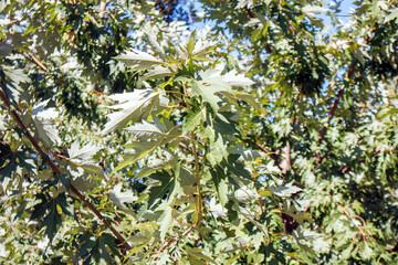 green leaves background