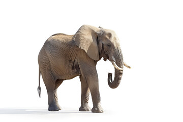 Fototapeta premium elephant isolated on white