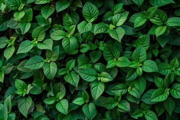 green leaves texture background top view garden eco