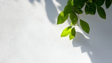 a plant with green leaves on a white wall