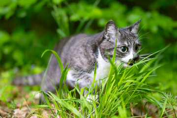 animal theme hunting cat portrait in outdoor natural environment space soft focus on eyes and head