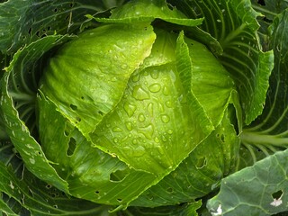 head of cabbage in the garden